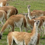 Torres del Paine - Guanacos